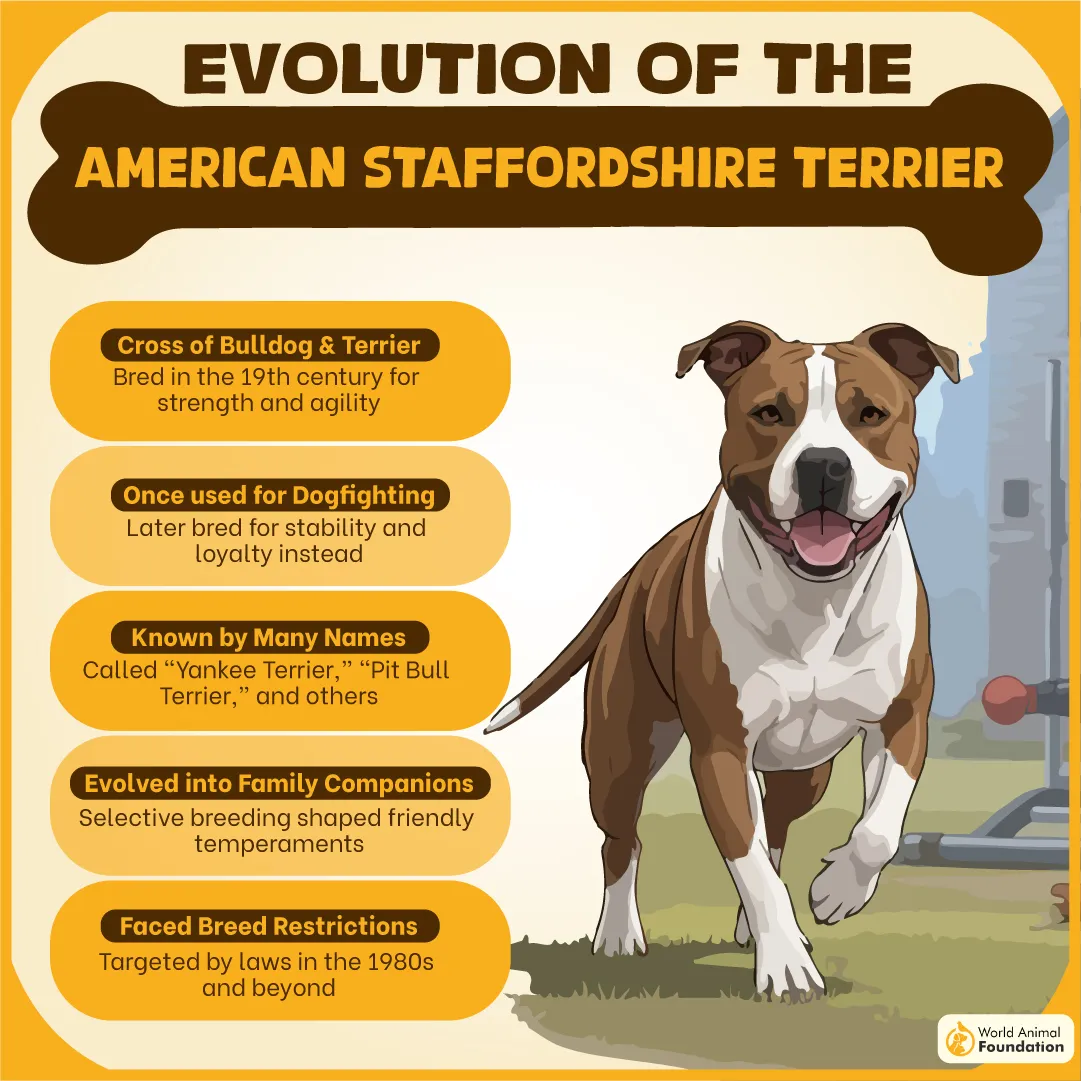 Evolution of the American Staffordshire Terrier-06