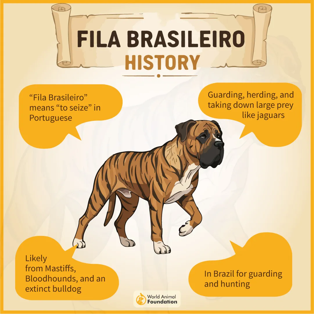 FILA BRASILEIRO HISTORY-08