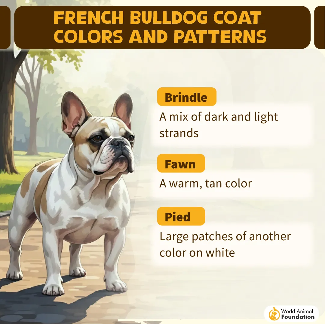 FRENCH BULLDOG COAT COLORS AND PATTTERNS-02