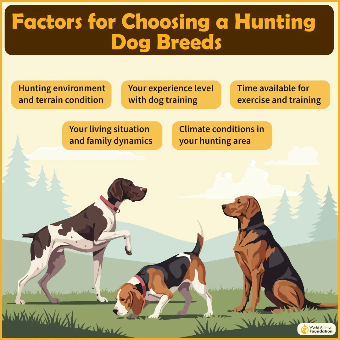 Factors for Choosing a Hunting Dog Breeds-02