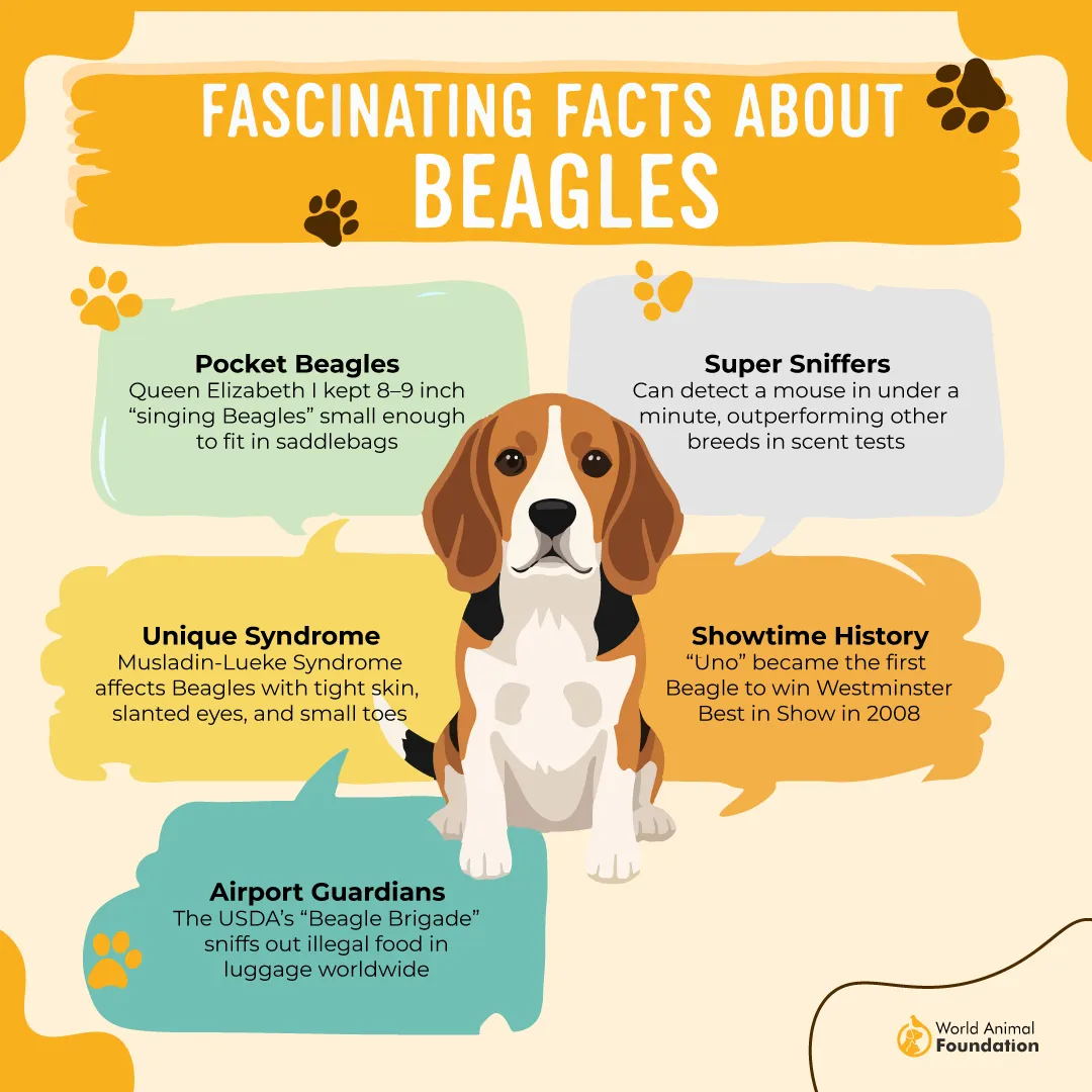 Fascinating Facts About Beagles-01