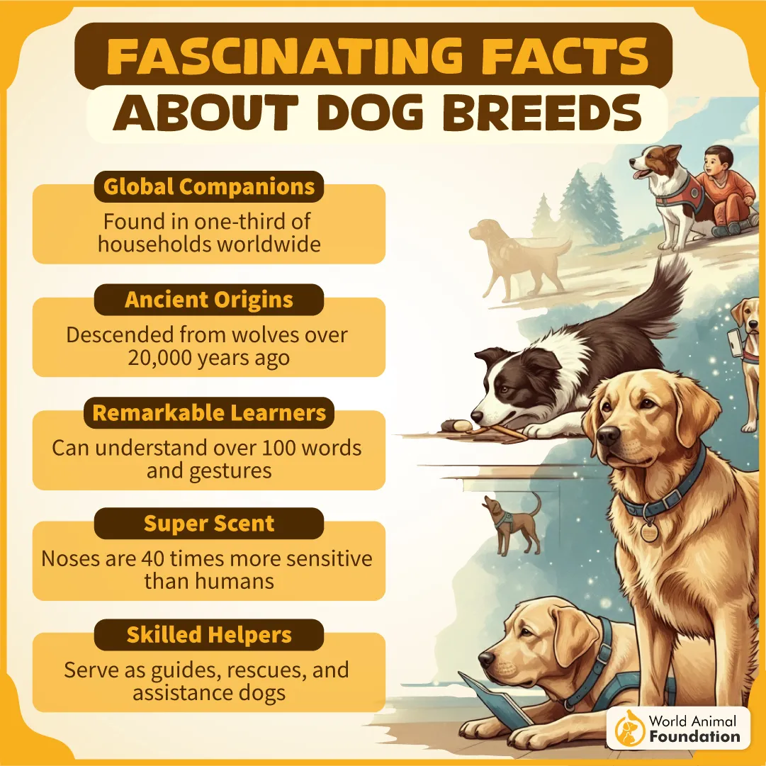 Fascinating Facts About Dog Breeds-10