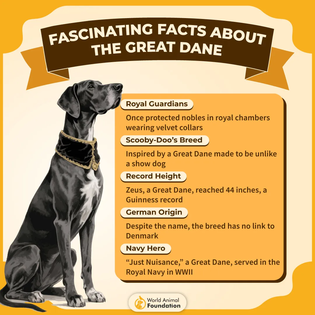 Fascinating Facts About the Great Dane-01