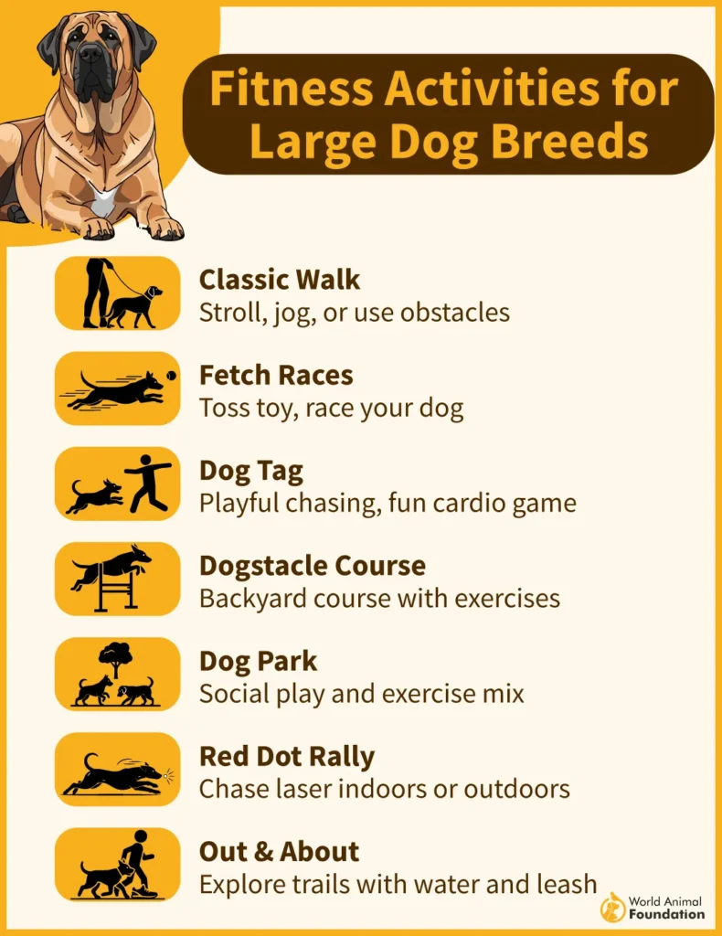 Fitness-Activities-for-Large-Dog-Breeds-01