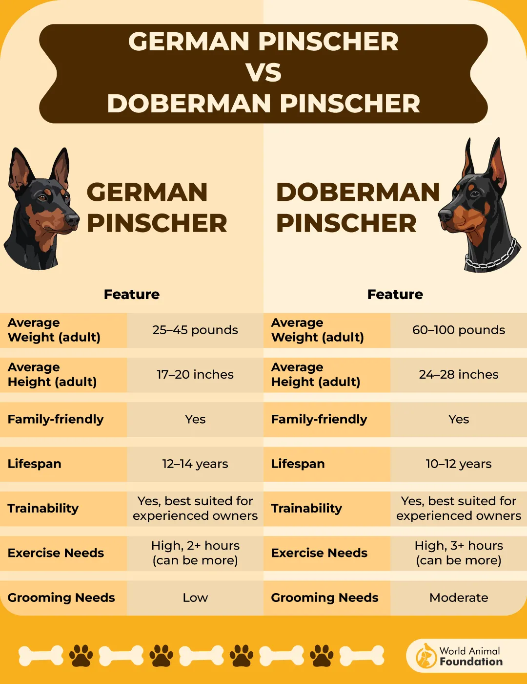 German Pinscher vs Doberman Pinscher-01