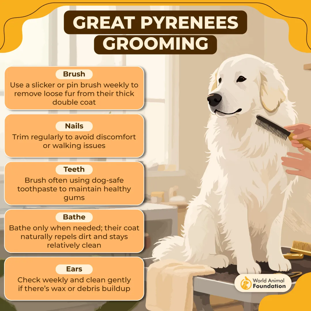 Great Pyrenees Grooming-01