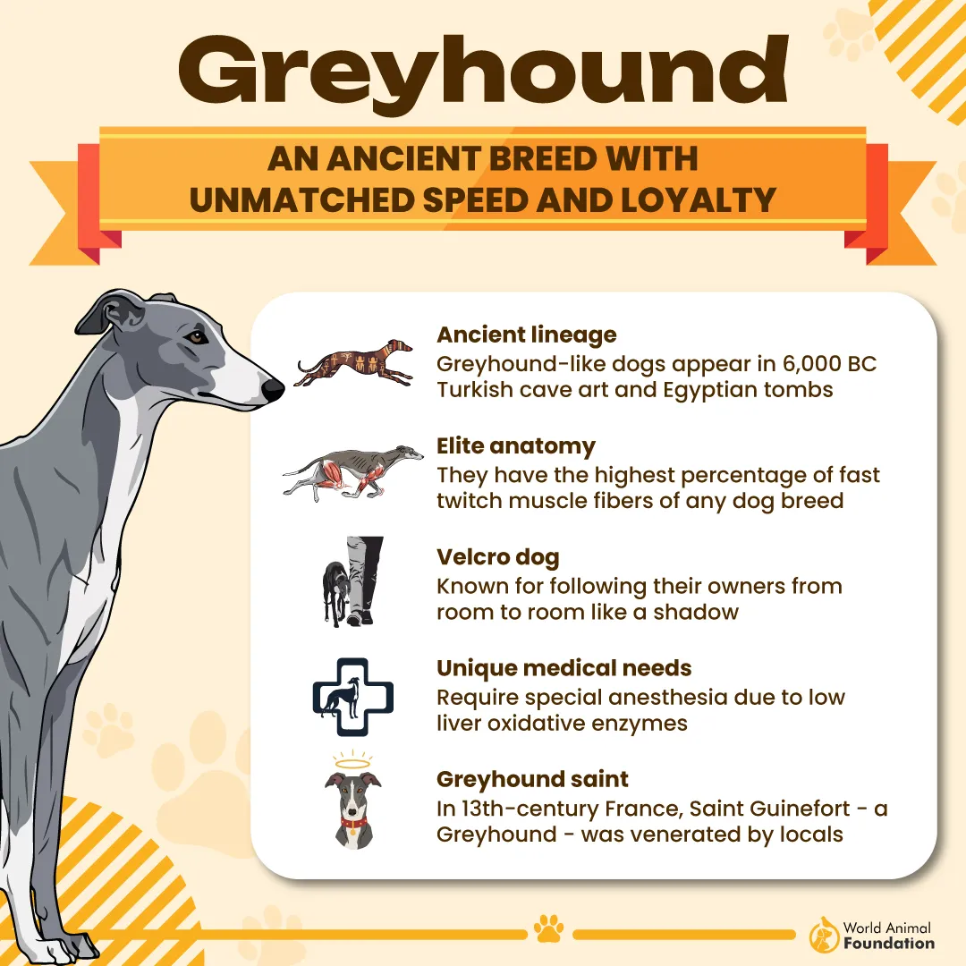 Greyhound An Ancient Breed With Unmatched Speed and Loyalty-01