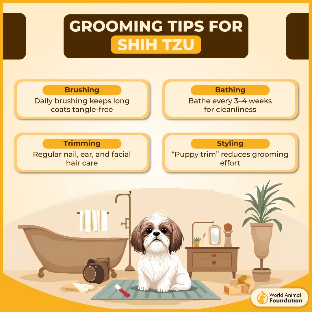 Grooming Tips for Shih Tzu-01
