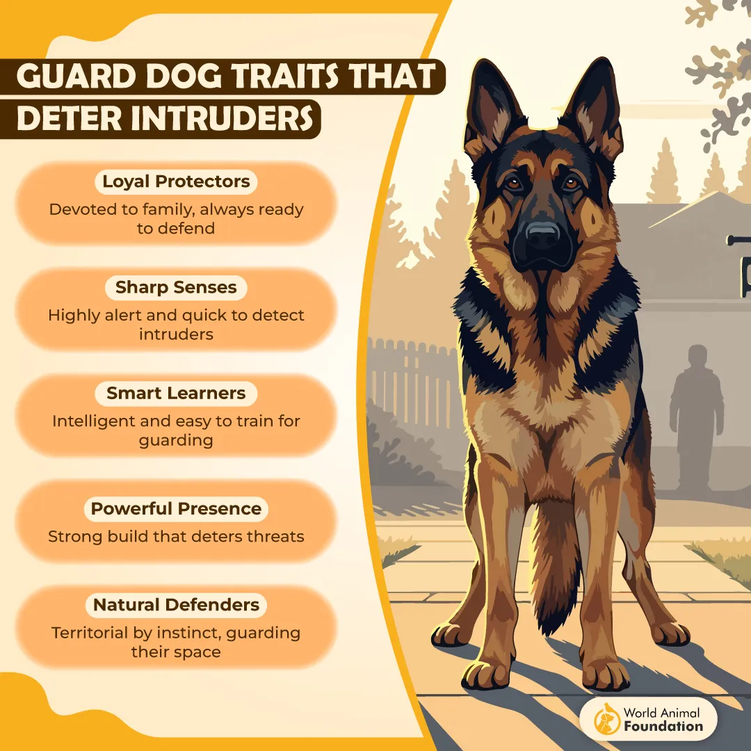 Guard Dog Traits That Deter Intruders-01