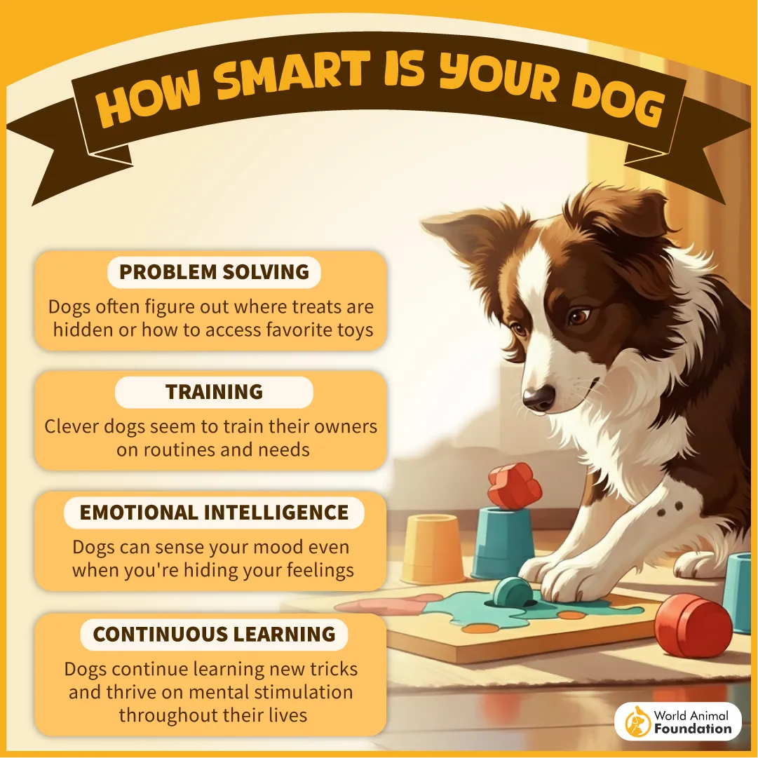 HOW SMART IS YOUR DOG-07