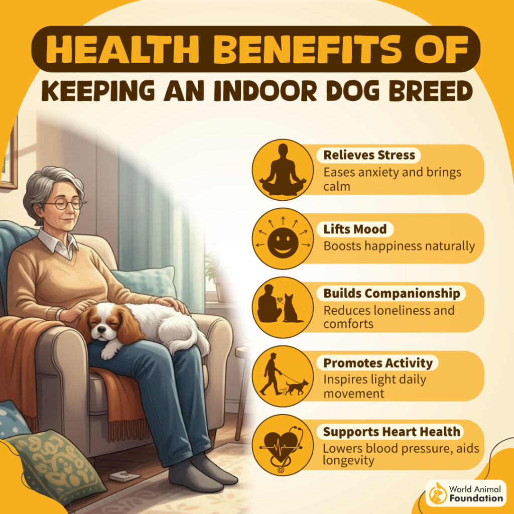 Health Benefits of Keeping an Indoor Dog Breed-02