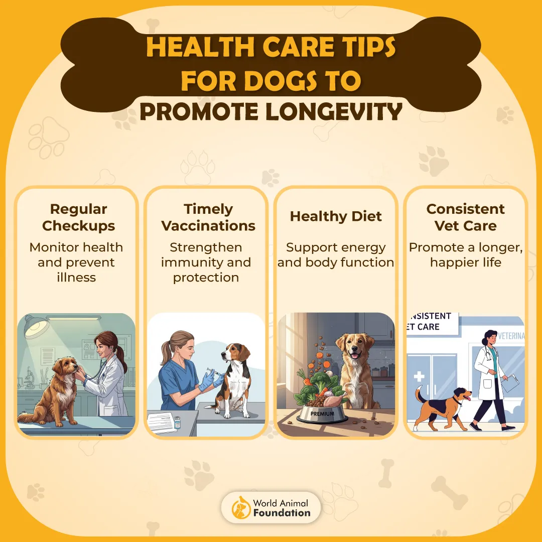 Health Care Tips for Dogs to Promote Longevity-01