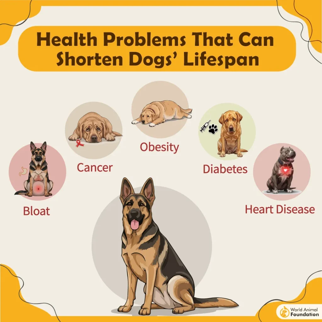 Health-Problems-That-Can-Shorten-Dogs-Lifespan-01