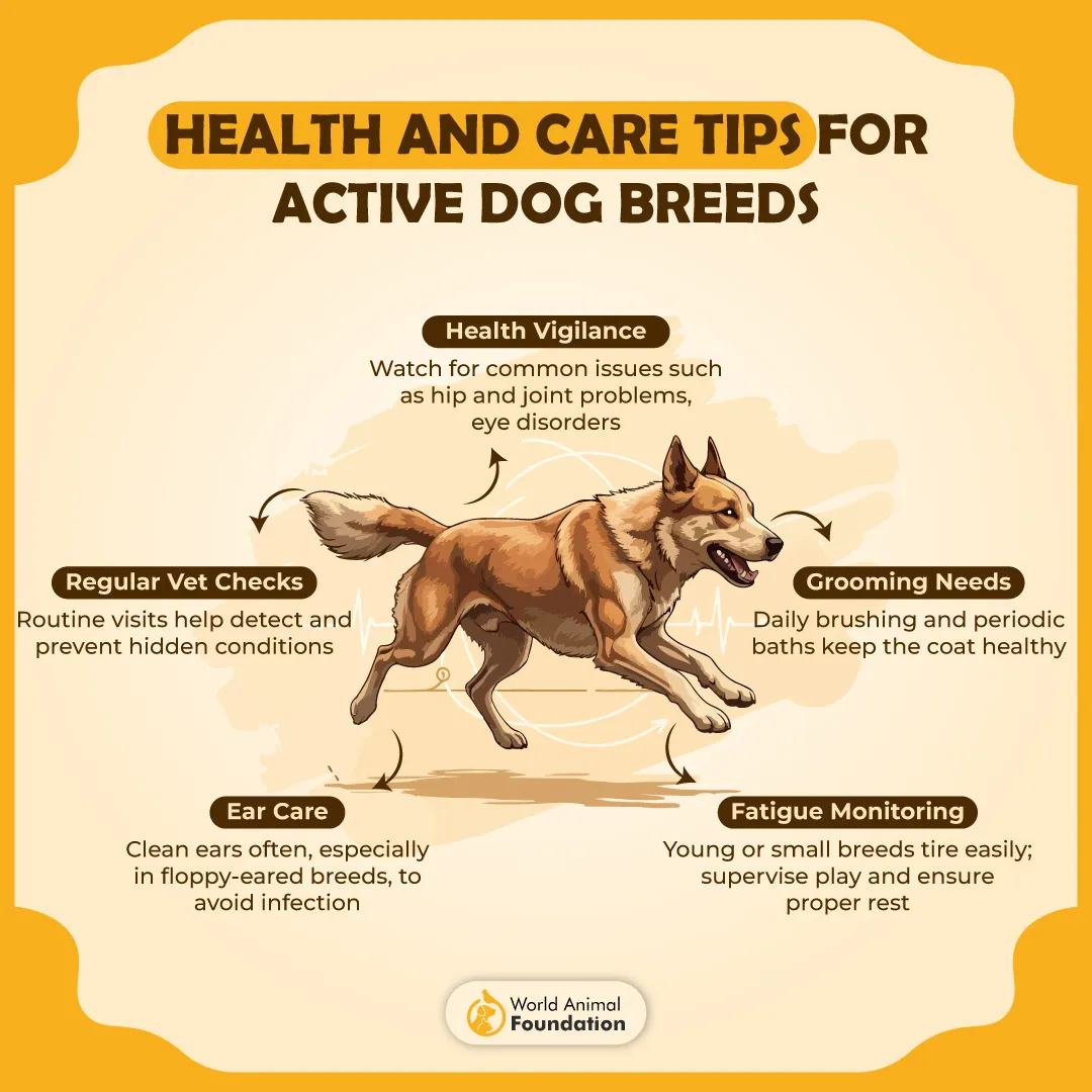 Health and Care Tips for Active Dog Breeds-01