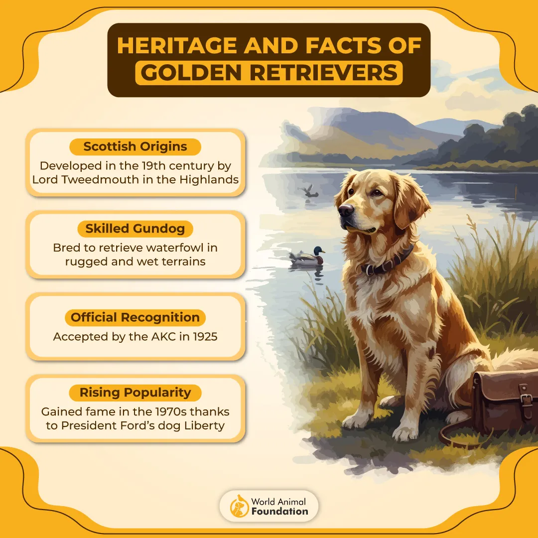 Heritage and Facts of Golden Retrievers-01