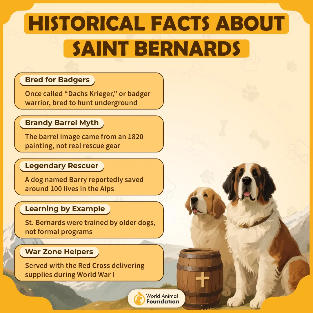 Historical Facts About Saint Bernards-01