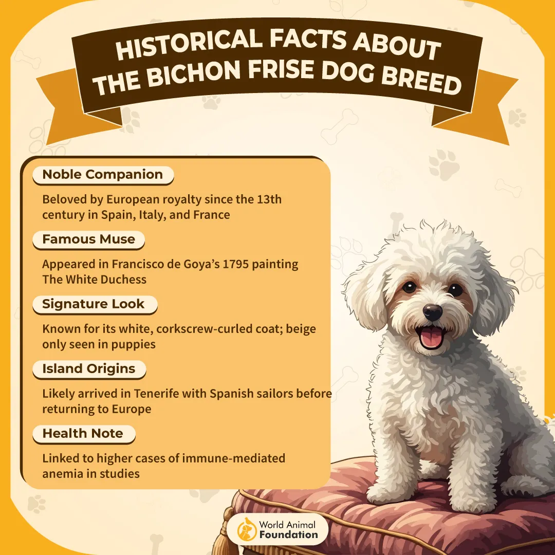 Historical Facts About the Bichon Frise Dog Breed-01