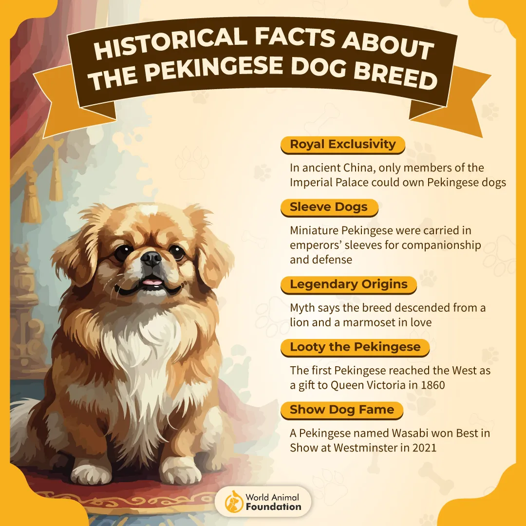 Historical Facts About the Pekingese Dog Breed-01