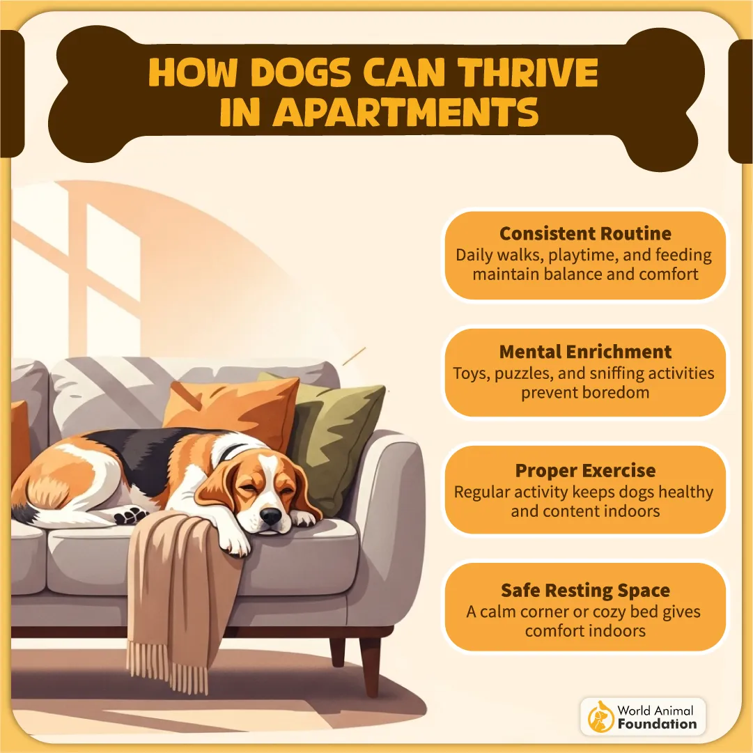 How Dogs Can Thrive in Apartments-08