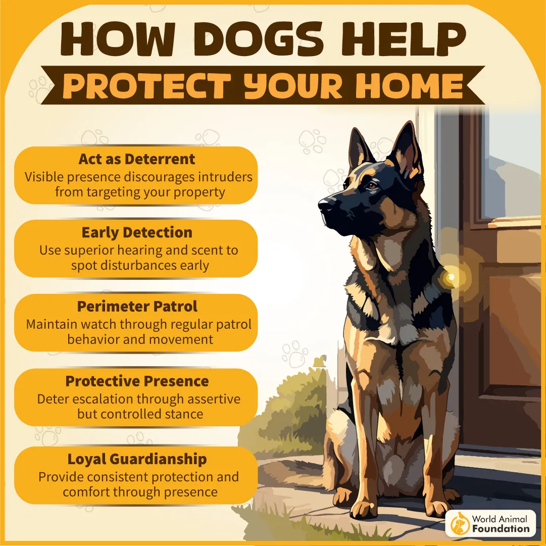 How Dogs Help Protect Your Home-06