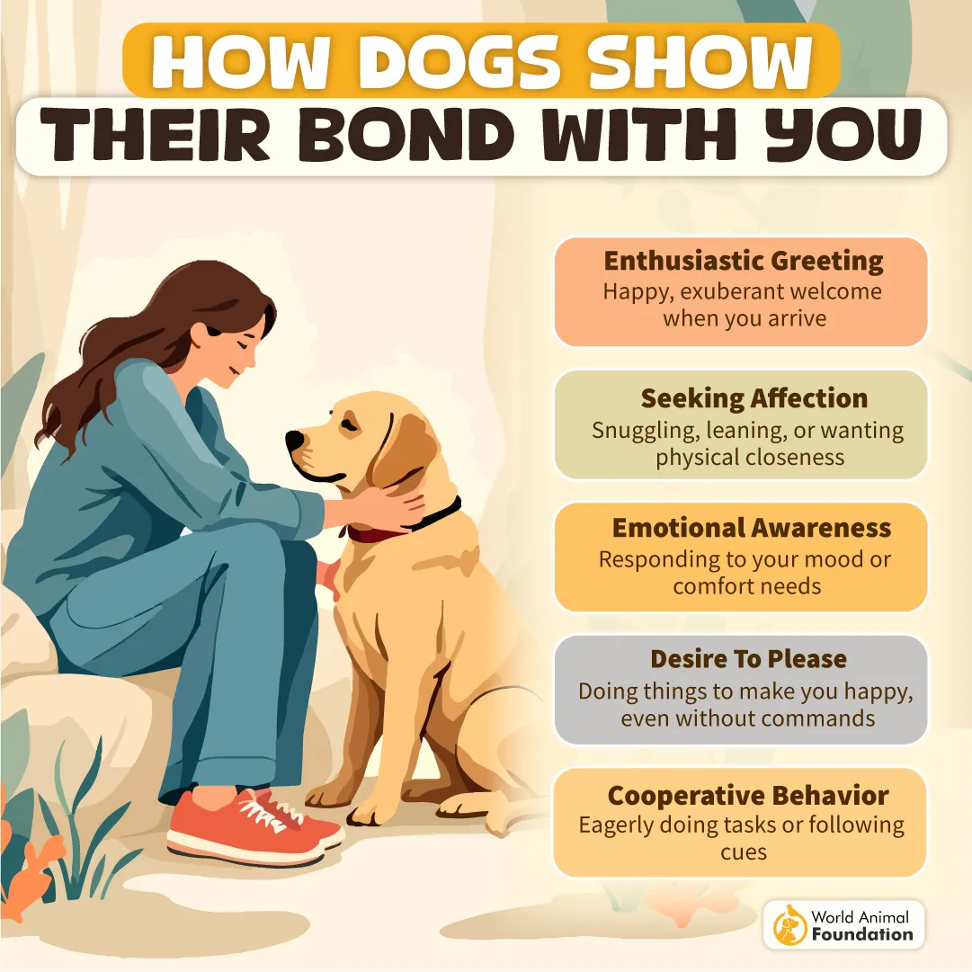 How Dogs Show Their Bond With You-03