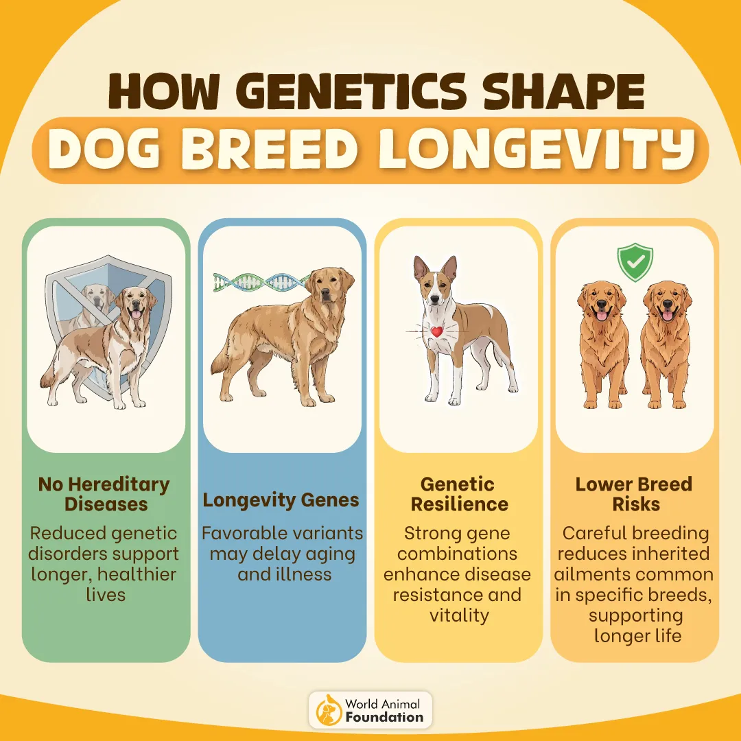 How Genetics Shape Dog Breed Longevity-01