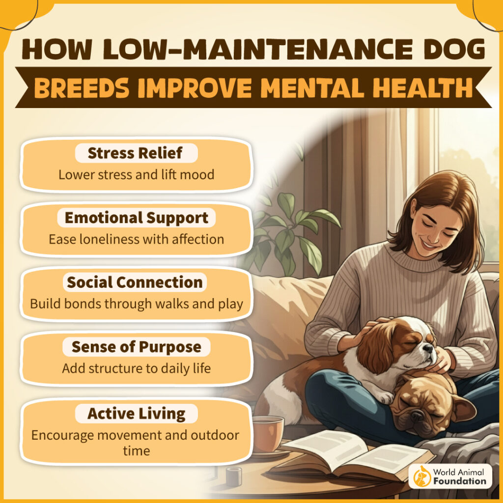 How Low-Maintenance Dog Breeds Improve Mental Health-01