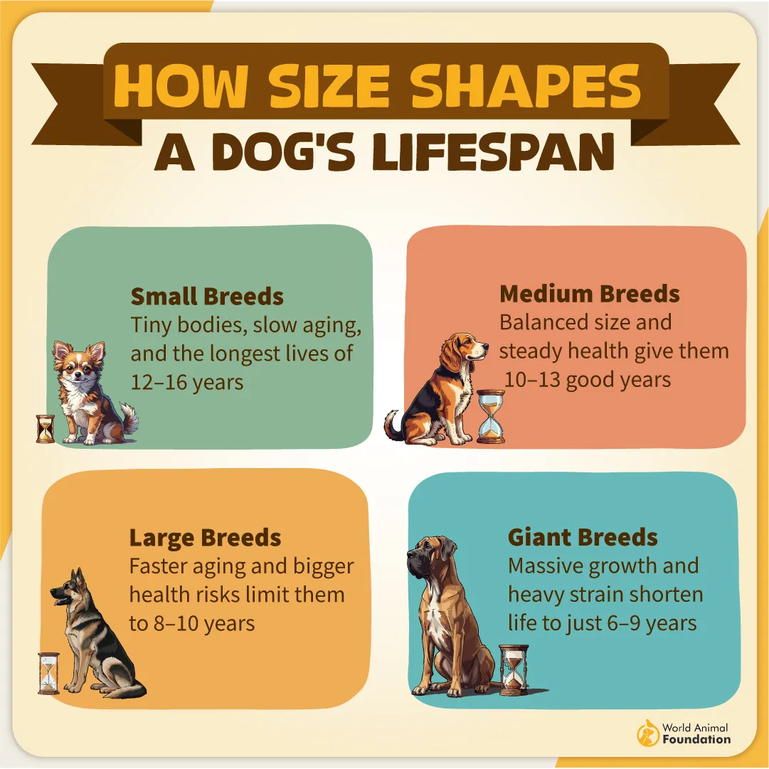 How Size Shapes a Dog’s Lifespan-02