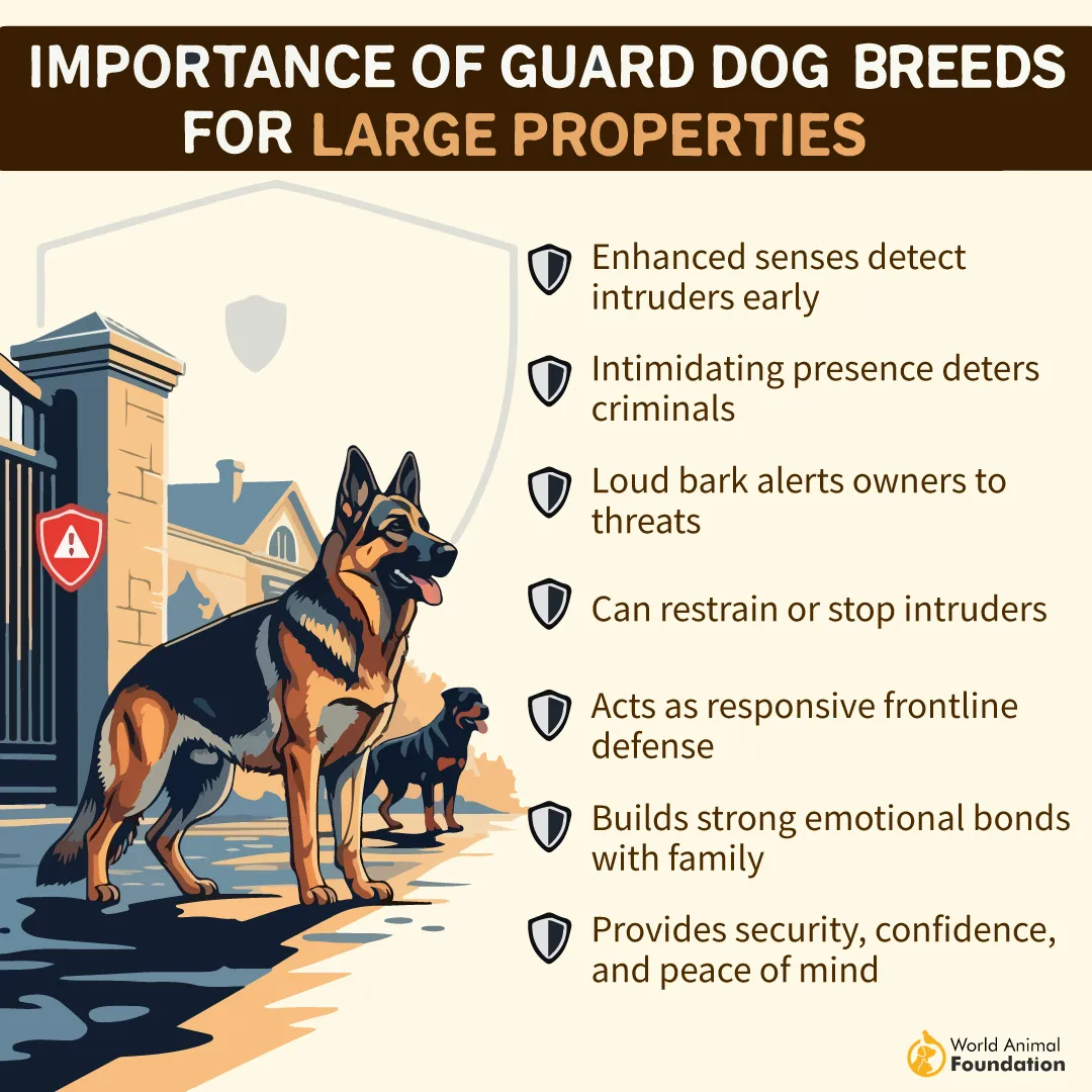 Importance of Guard Dogs for Large Properties-01