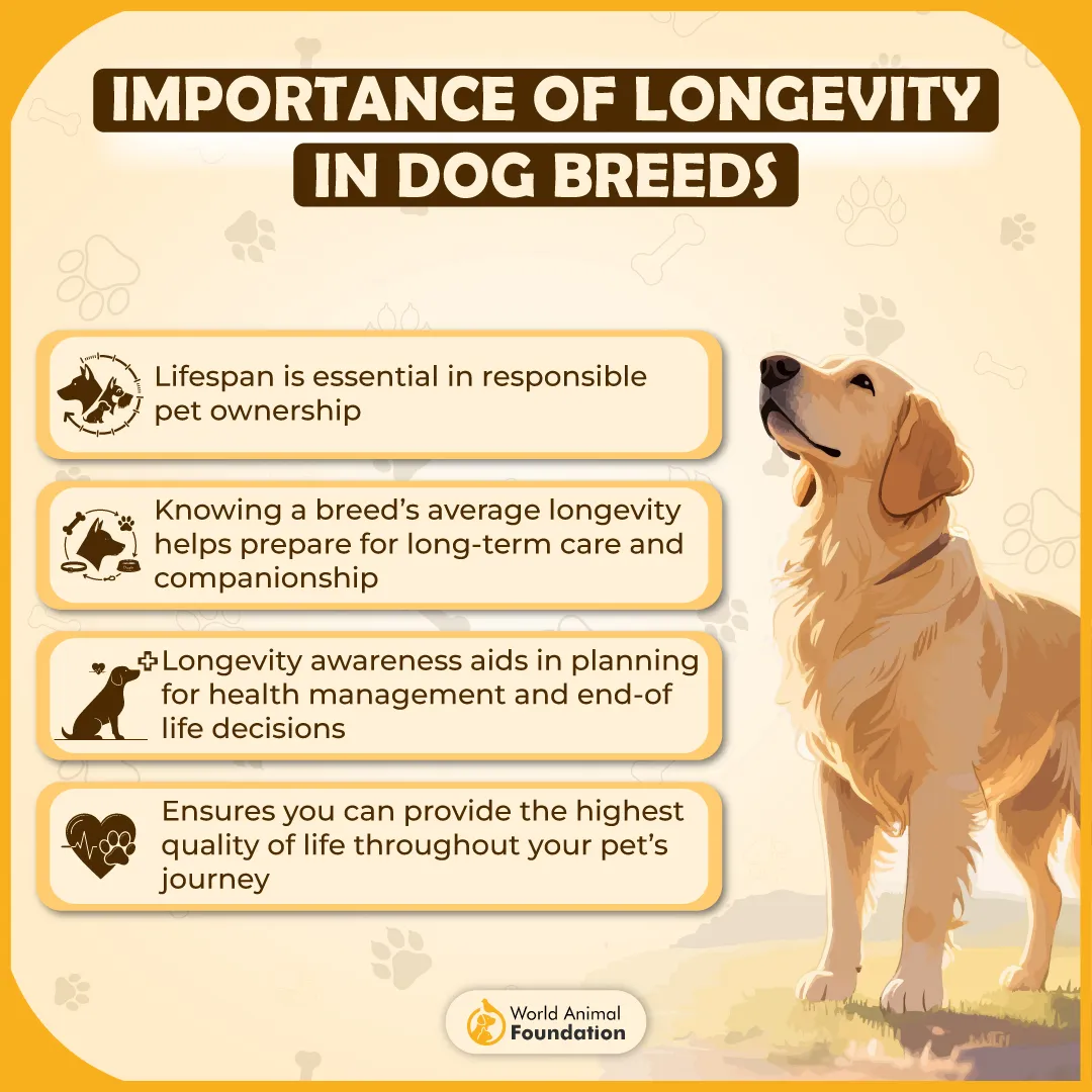 Importance of Longevity in Dog Breeds-01