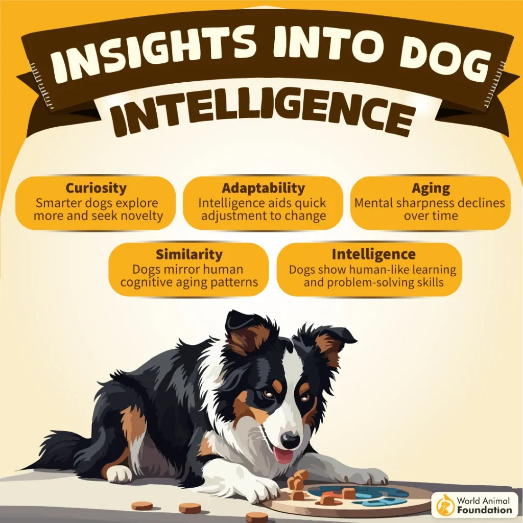 Insights-into-Dog-Intelligence-07