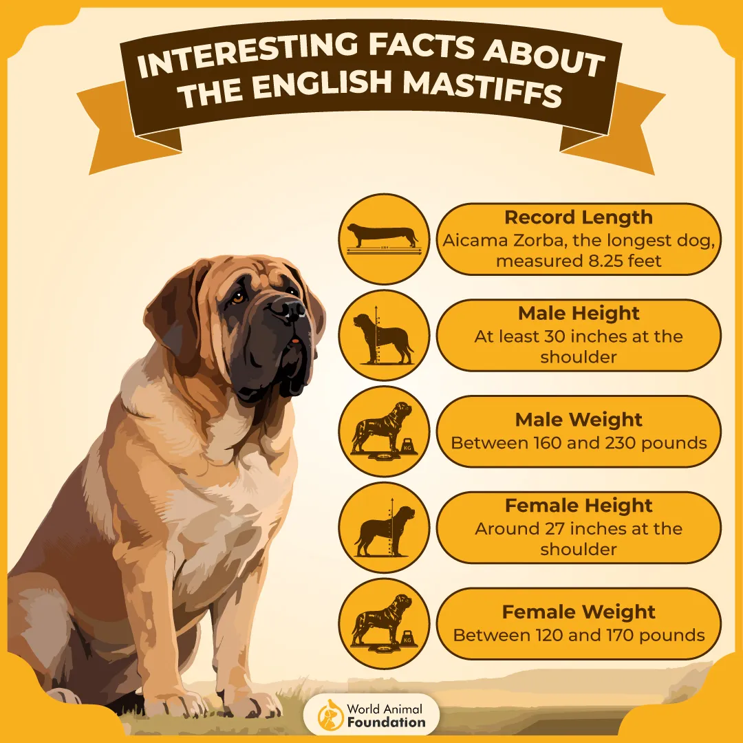 Interesting Facts About the English Mastiffs-01