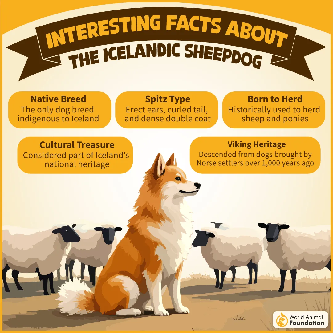 Interesting Facts About the Icelandic Sheepdog-07