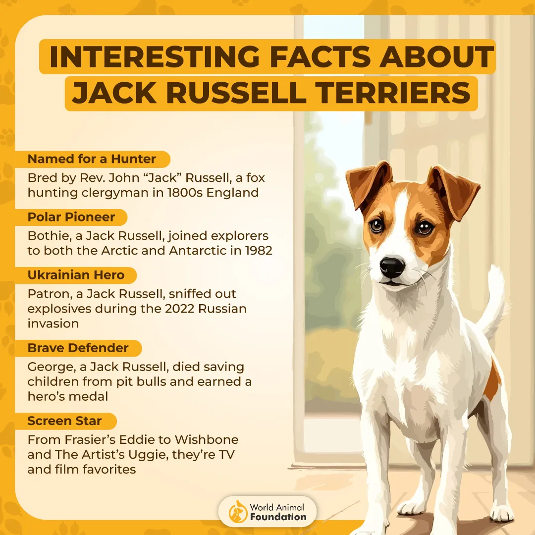 Jack Russell Terrier Fearless, Smart, and Adventure-Ready-01