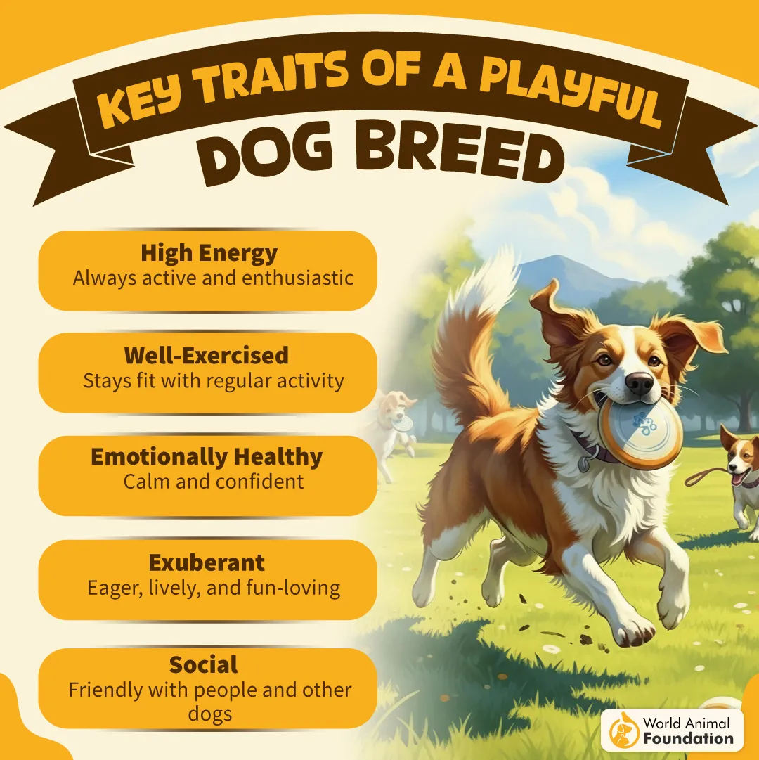 KEY TRAITS OF A PLAYFUL DOG BREED-10