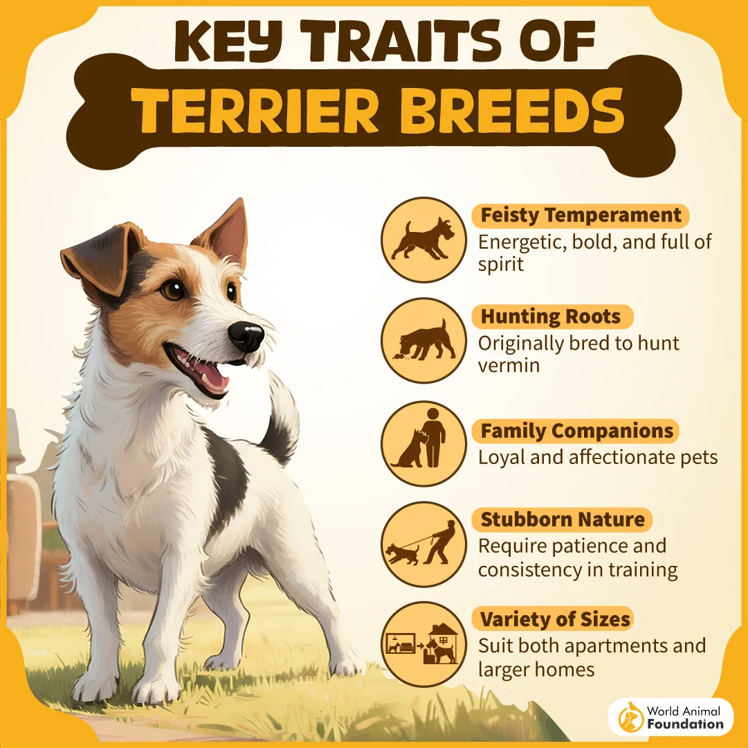 KEY TRAITS OF TERRIER BREEDS-07