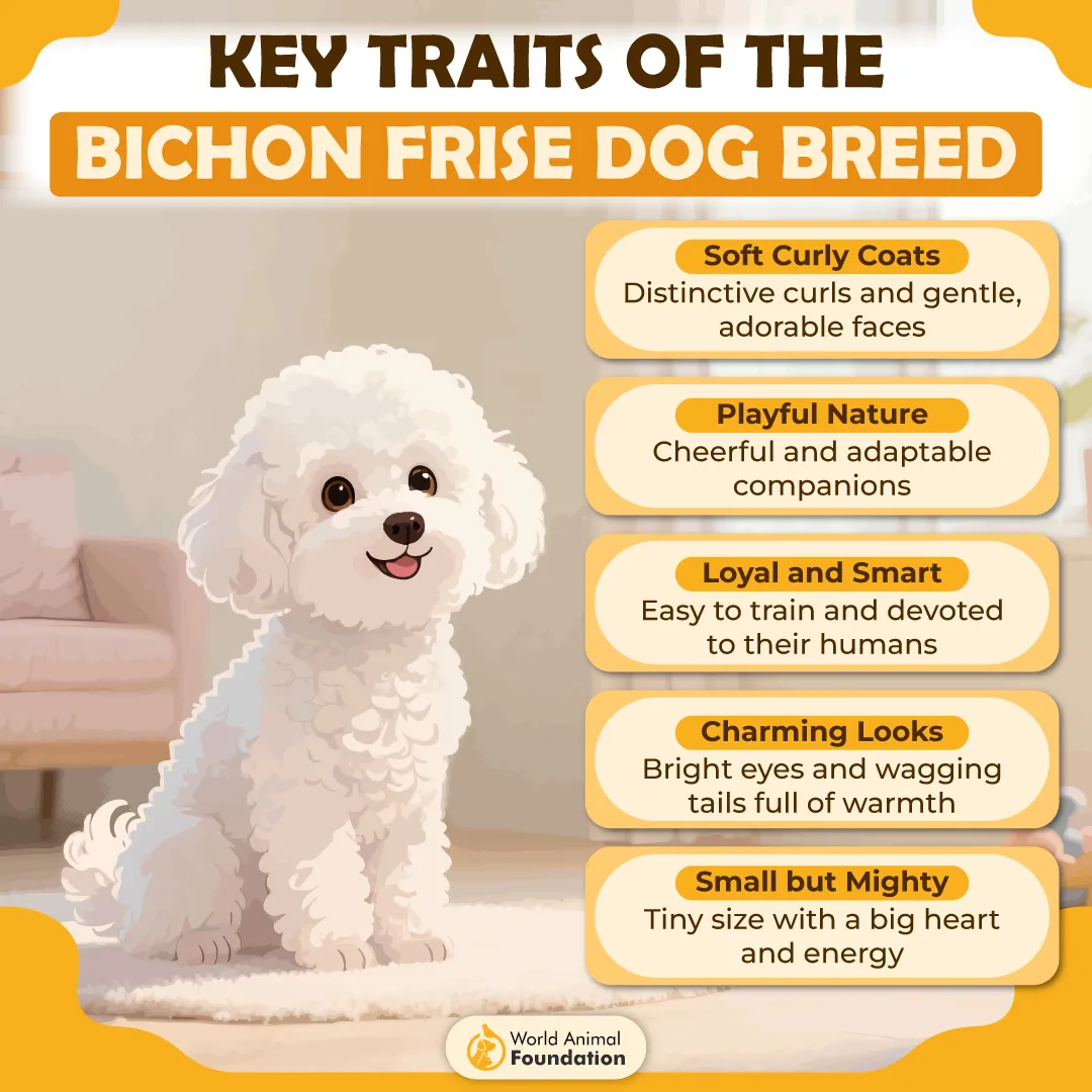 KEY TRAITS OF THE BICHON FRISE DOG BREED-01