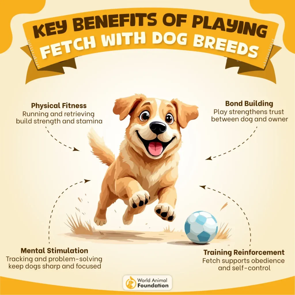 Key-Benefits-Of-Playing-Fetch-With-Dog-Breeds-05