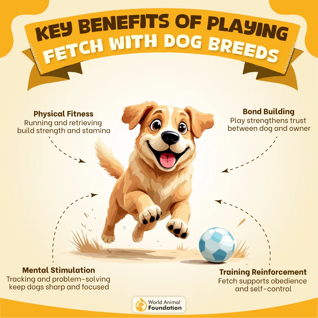 Key Benefits Of Playing Fetch With Dog Breeds-05