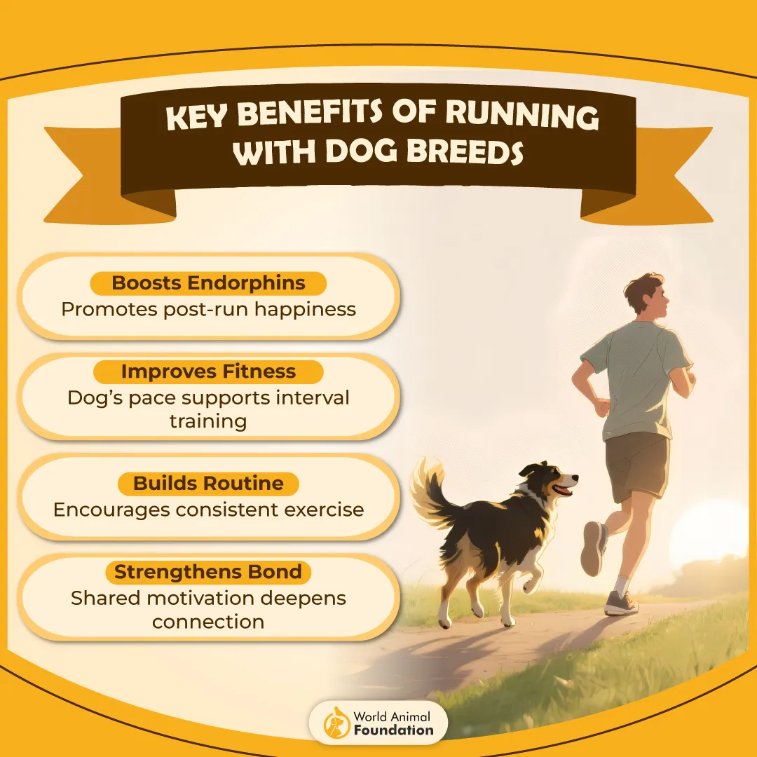 Key Benefits of Running With Dog Breeds-01