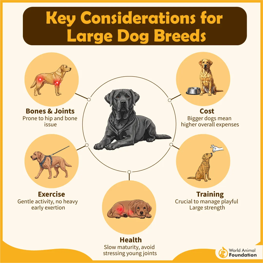 Key Considerations for Large Dog Breeds-05