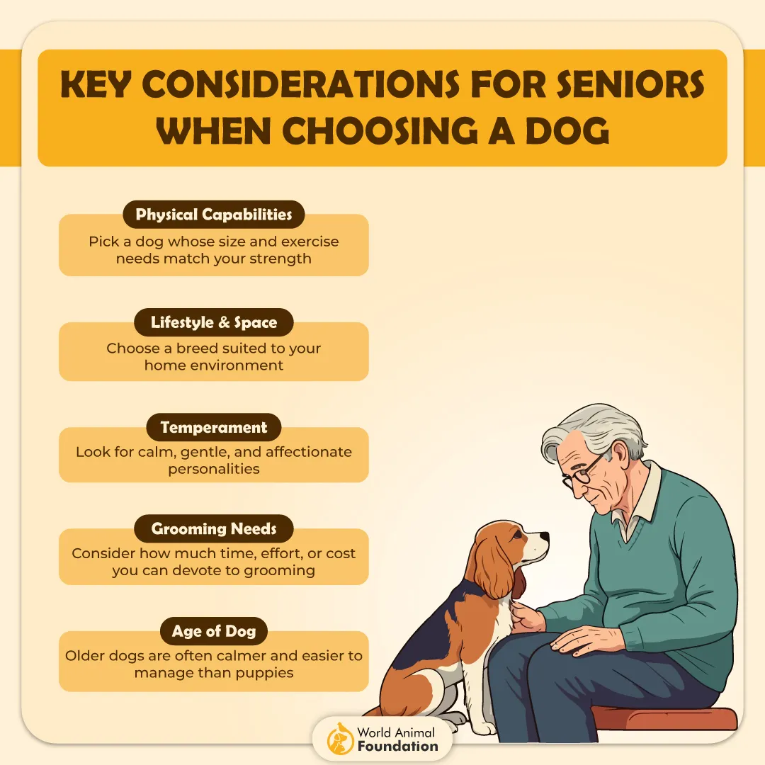 Key Considerations for Seniors When Choosing a Dog-01