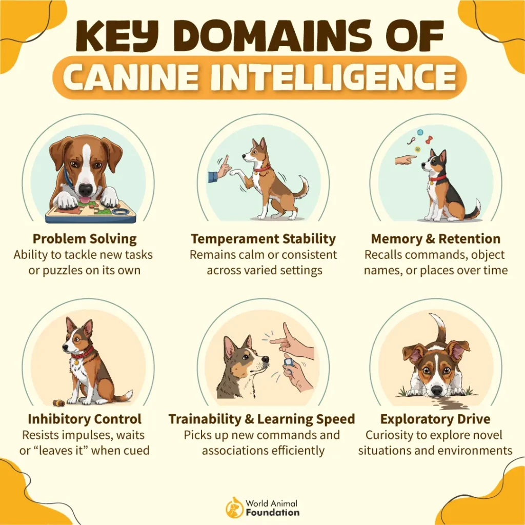 Key-Domains-of-Canine-Intelligence-10
