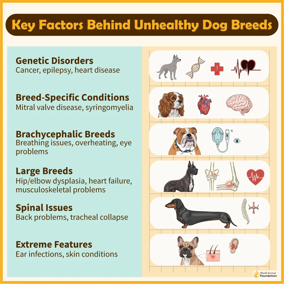 Key Factors Behind Unhealthy Dog Breeds-04