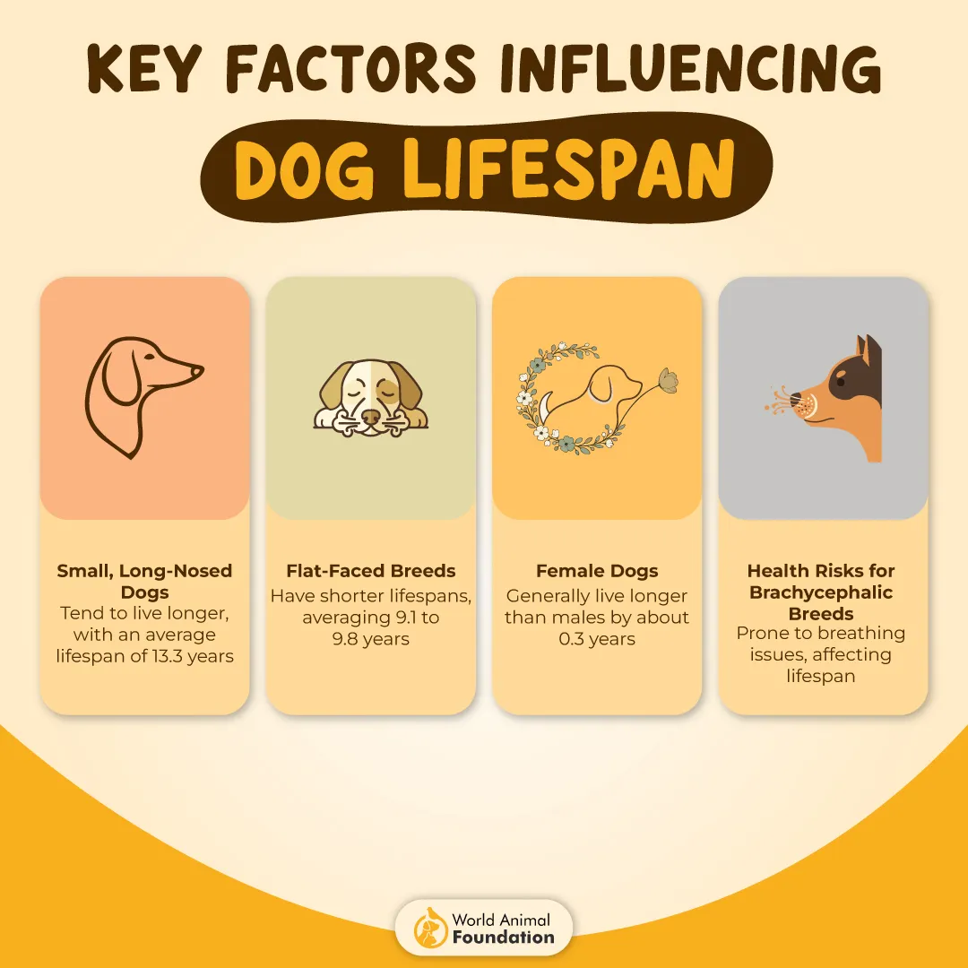 Key Factors Influencing Dog Lifespan-01