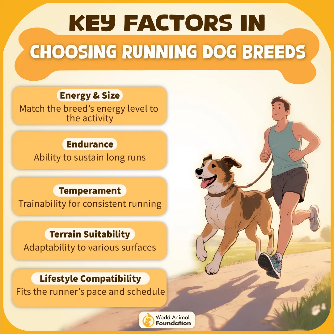 Key Factors in Choosing Running Dog Breeds-03