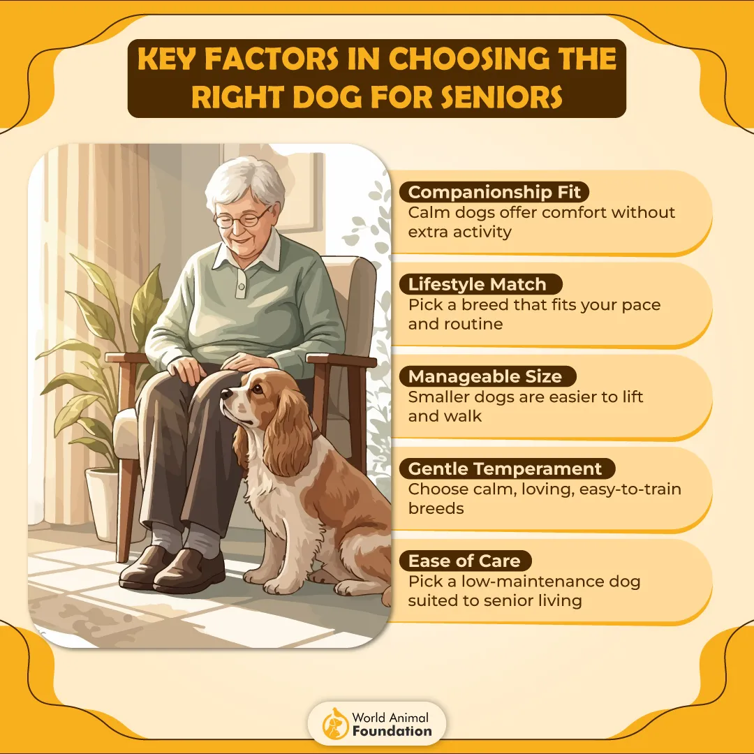 Key Factors in Choosing the Right Dog for Seniors-01