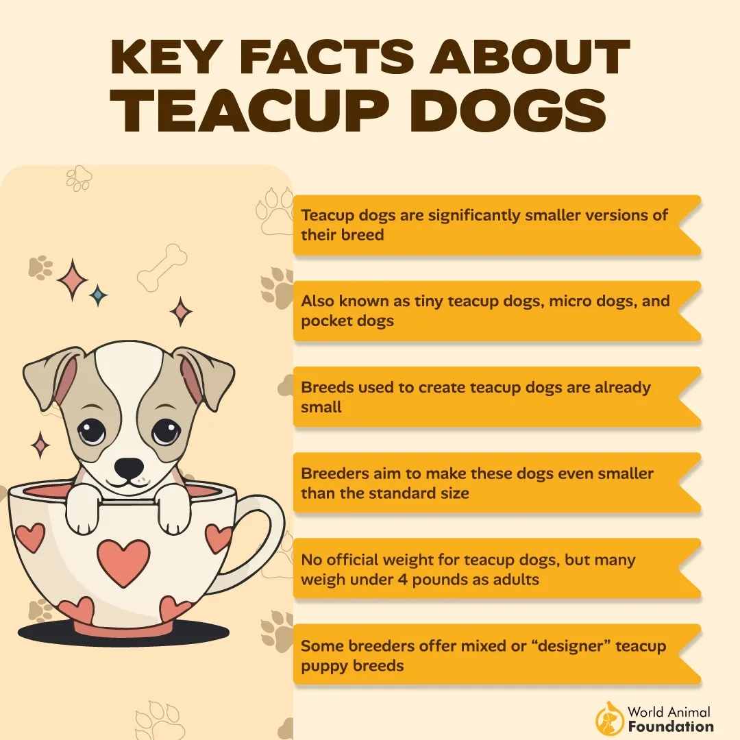Key Facts About Teacup Dogs-01