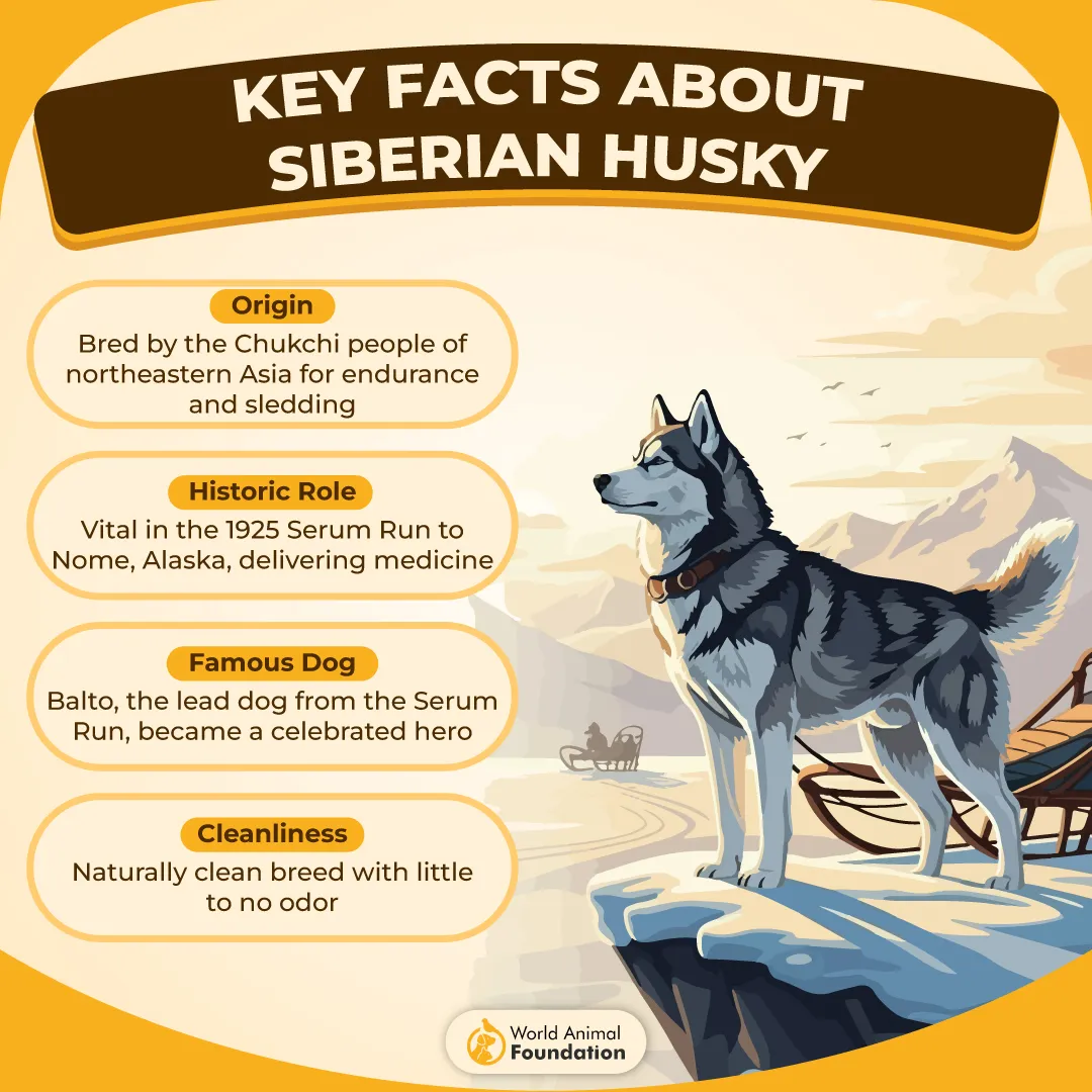Key Facts about Siberian Husky-01