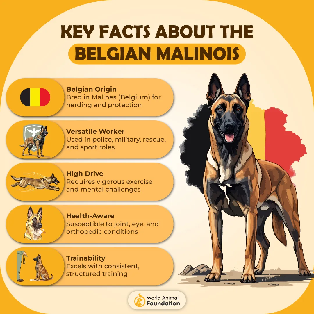 Key Facts about the Belgian Malinois-01